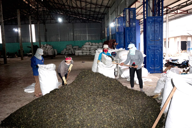 Công nhân Hợp tác xã Thương mại vận tải Tuấn Băng, xã Nà Trì, huyện Xín Mần đóng gói sản phẩm chè Shan tuyết hữu cơ.