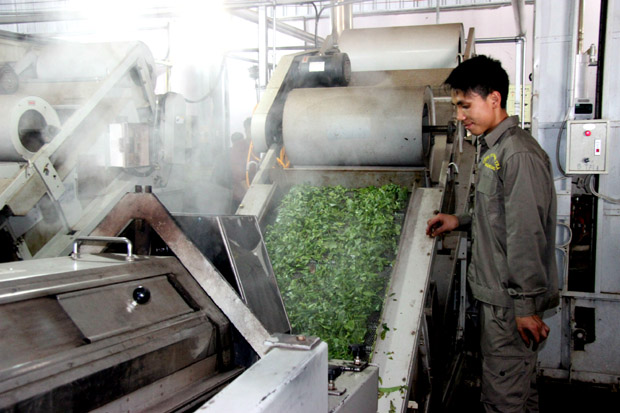 Sản phẩm của Công ty TNHH trà Hoàng Long được chế biến trên dây chuyền công nghệ hiện đại, nhập khẩu từ Nhật Bản.