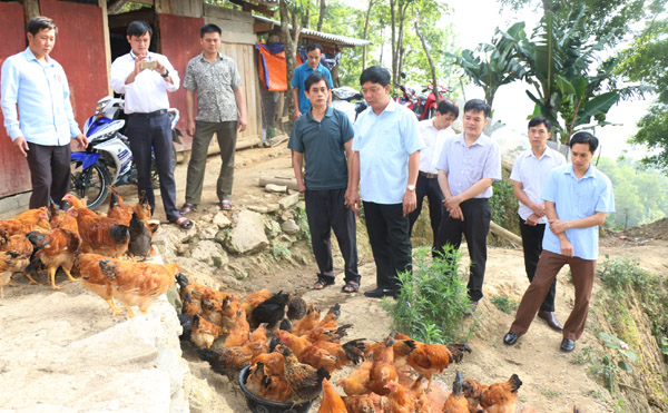 Bí thư Huyện ủy Yên Minh Nguyễn Khánh Lâm kiểm tra mô hình nuôi gà trống thiến trên địa bàn xã Đông Minh