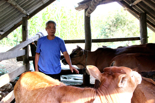 Mô hình nuôi bò nhốt chuồng của hội viên Phùng Văn Biên, thôn Bản Nầng, xã Yên Phong (Bắc Mê) mang lại cho gia đình nguồn thu nhập ổn định.