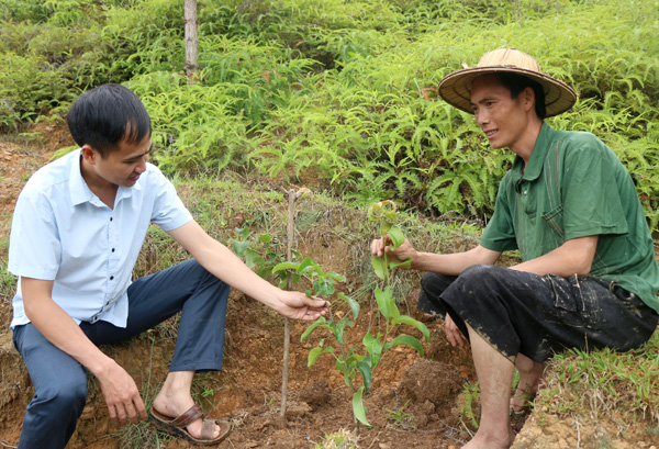 Cây ăn quả được xã Sủng Cháng lựa chọn phát triển nhằm nâng cao giá trị trên một đơn vị diện tích đất canh tác. Trong ảnh: Cán bộ khuyến nông xã hướng dẫn người dân chăm sóc cây Lê mới trồng.