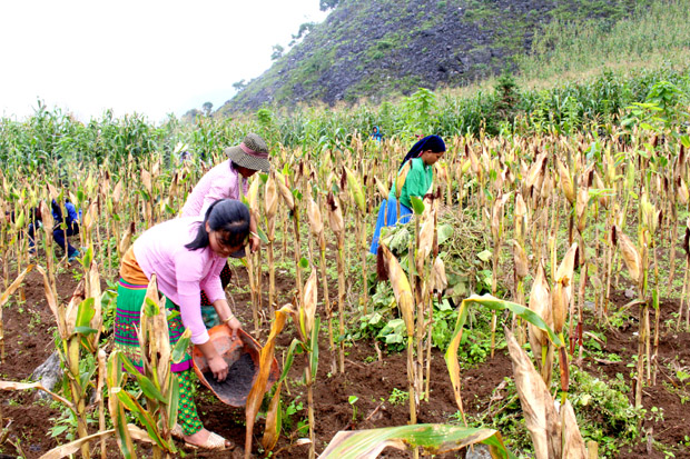 Nhân dân thôn Há Pống Cáy,  xã Sủng Trà tiến hành gieo trồng đậu tương Hoa Kiều.
