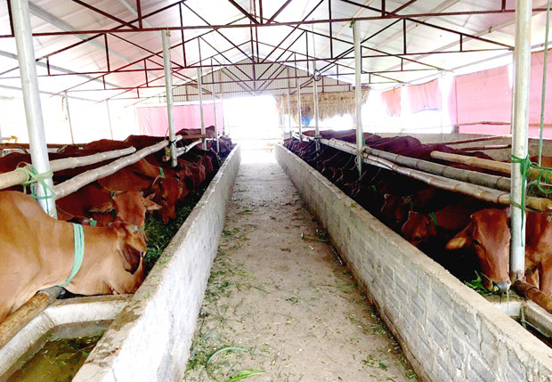 Trang trại sản xuất nông nghiệp hữu cơ khép kín tại xã Yên Định (Bắc Mê) – một trong nhiều mô hình kinh tế hiệu quả được người dân trong huyện chú trọng phát triển.
