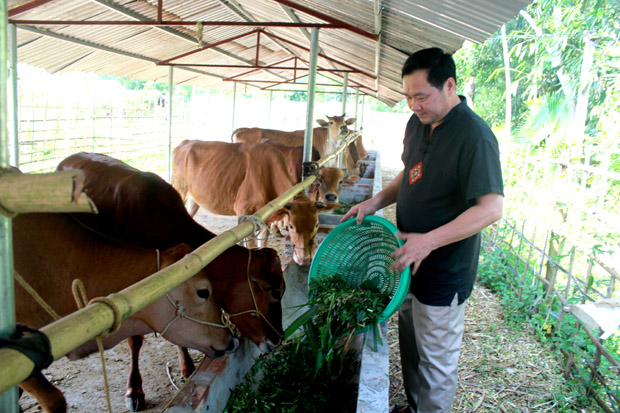Đảng viên Hoàng Văn Thoi chăm sóc đàn bò nuôi vỗ béo của gia đình.