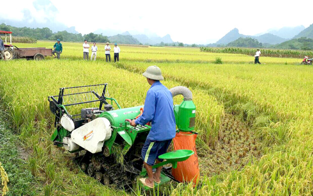 Mô hình trồng lúa J02 tại xã Đạo Đức vụ Xuân 2018 cho năng suất, chất lượng cao.