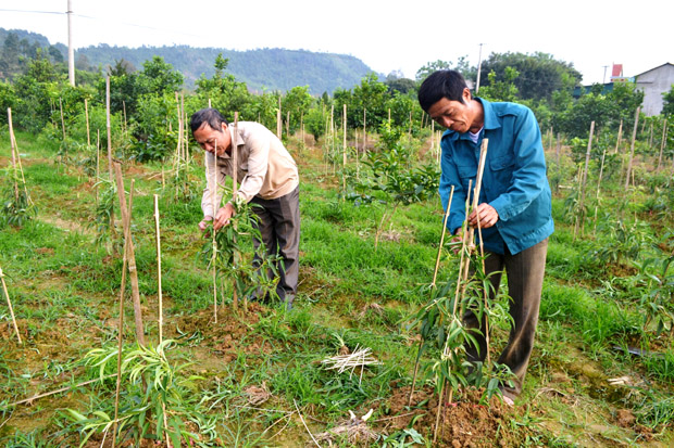 Sản xuất, kinh doanh hoa, cây cảnh giúp gia đình ông Trần Văn Giang (bên phải), thôn Mỹ Tân (xã Tân Quang) có thu nhập hàng trăm triệu đồng/năm.