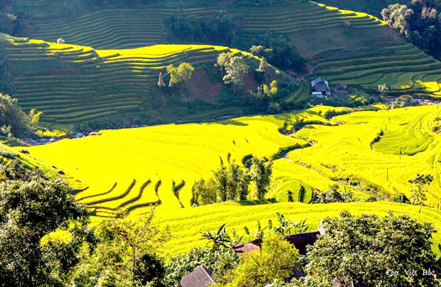 Di tích Quốc gia Ruộng bậc thang Hoàng Su Phì đang mùa lúa chín là một trong những điểm nhấn thu hút khách du lịch. Ảnh: Chu Việt Bắc (Hoàng Su Phì)
