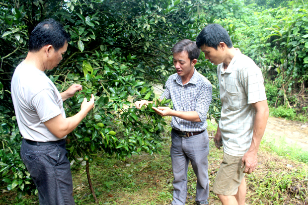 Anh Đặng Văn Chung, cán bộ nông nghiệp xã Yên Hà (giữa) hướng dẫn người dân thôn Chàng Mới tỉa cành cam Sành.