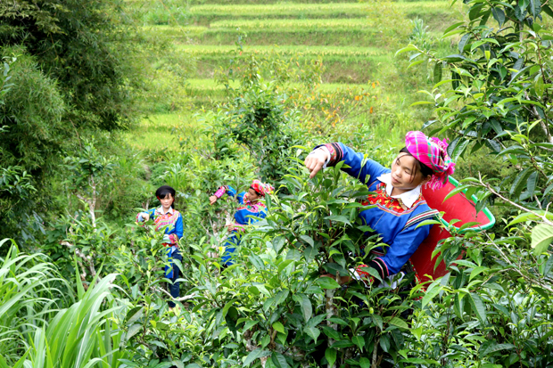 Các thành viên Nhóm cùng sở thích sản xuất và chế biến Chè thôn Hợp Nhất thu hái chè.