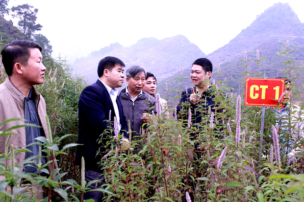 Lãnh đạo Sở Nông nghiệp - PTNT và huyện Yên Minh khảo sát diện tích cây Bạc hà được trồng theo phương pháp ươm giống, tại xã Hữu Vinh (Yên Minh).