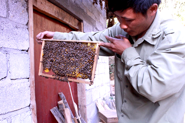 Gia đình anh Lầu Mí Tỏa, thôn Khai Hoang, xã Hữu Vinh (Yên Minh) đã tăng đàn ong mật khi thực hiện quy trình trồng cây Bạc hà.      