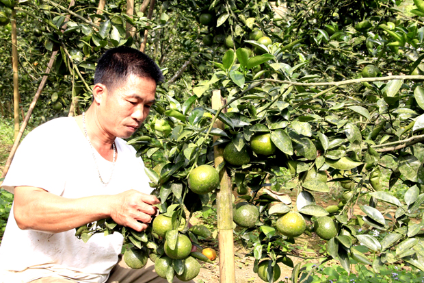Anh Lục Văn Việt, xã Vĩnh Phúc (Bắc Quang) chăm sóc vườn cam VietGAP.