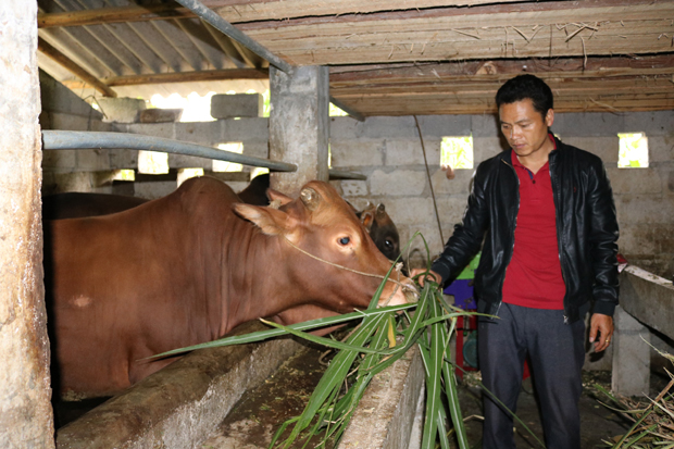 Anh Vàng Pà Say, thôn Sà Phìn B, xã Sà Phìn chăm sóc bò của gia đình.