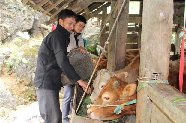 Nuôi bò sinh sản, mang lại thu nhập cao cho gia đình anh Vàng Mí Cháng.