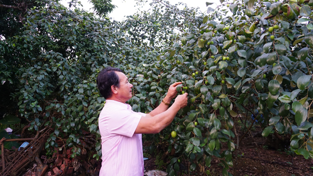 Ông Phạm Huy Thế chăm sóc vườn táo của gia đình.             