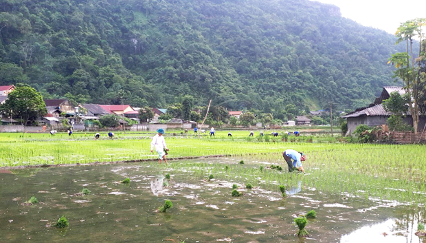 Bà con nhân dân xã Minh Ngọc tập trung gieo cấy lúa Đông Xuân.