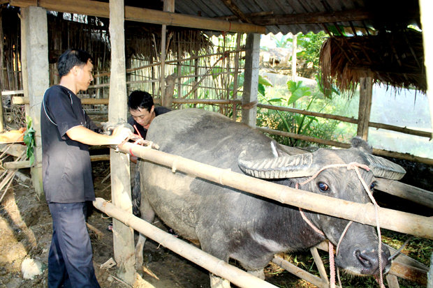Kỹ thuật viên thực hiện thụ tinh nhân tạo cho trâu tại xã Quang Minh (Bắc Quang).