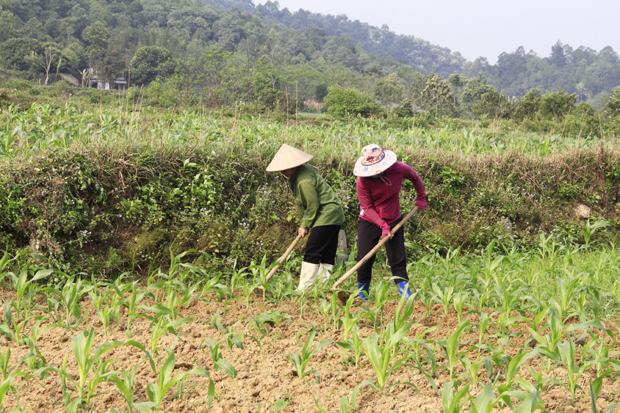 Người dân xã Đạo Đức (Vị Xuyên) làm cỏ ngô theo phương pháp thủ công, không sử dụng thuốc diệt cỏ.