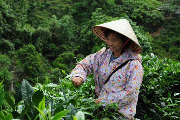Bà con xã Vĩnh Hảo thu hái chè Xuân.