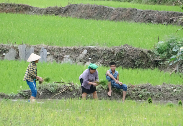 Người dân Yên Minh trong thời điểm tích cực cấy lúa Xuân 2019.