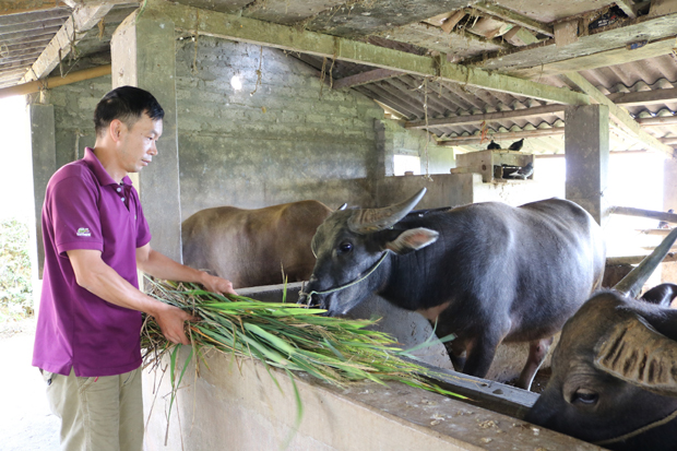 Đàn trâu của anh Nguyễn Hữu Quang, thôn Vĩnh Tiến, xã Quyết Tiến (Quản Bạ).