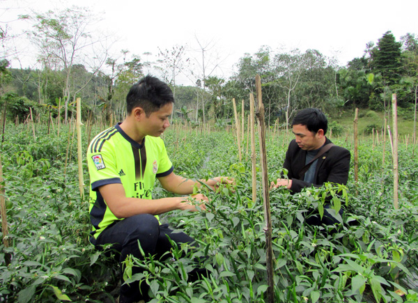 Thanh niên xã Tiên Yên (Quang Bình) thu hoạch ớt Chỉ thiên.