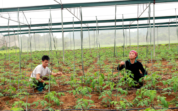 Làm cỏ trồng hoa màu theo phương thức truyền thống.