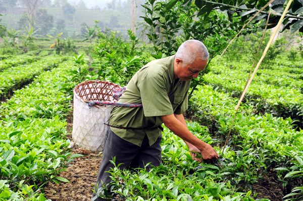 Nông dân Bắc Quang thu hái chè Xuân.