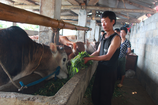 Anh Và Mí Sò, xã Hữu Vinh - hội viên tiêu biểu trong phát triển kinh tế.