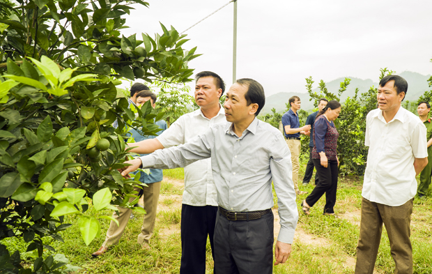 Phó Chủ tịch UBND tỉnh Trần Đức Quý cùng đoàn công tác và lãnh đạo huyện Quang Bình kiểm tra mô hình trồng cam hàng hóa tại xã Tân Bắc.