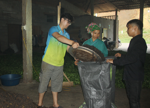 Đồng bào dân tộc thiểu số xã Tân Bắc phát triển kinh tế chủ lực từ cây chè Shan tuyết.