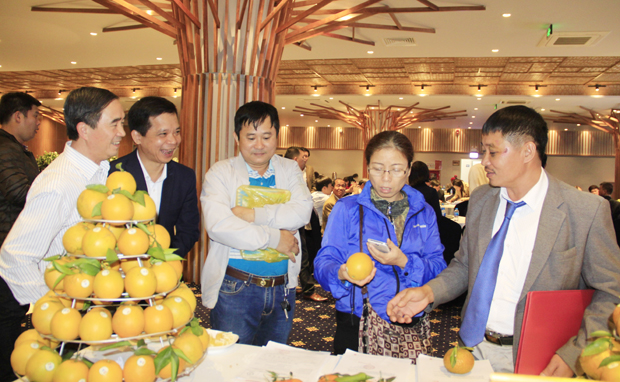 Khách hàng sử dụng điện thoại thông minh truy xuất nguồn gốc cam Sành tại Hội nghị kết nối, tiêu thụ sản phẩm cam Sành và các đặc sản Hà Giang niên vụ 2018 -2019.