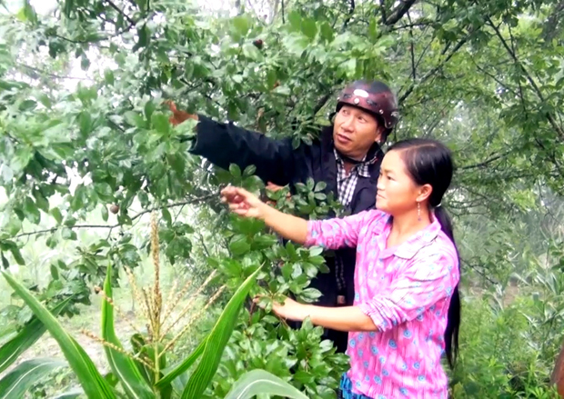 Gia đình anh Lù Văn Kim, thôn Ngài Trồ Thượng, xã Thàng Tín thu hoạch mận Máu.