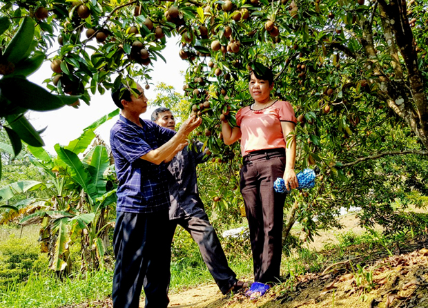 Người dân thôn Khai Hoang Bản Vàng, xã Hữu Vinh phát triển mô hình trồng cây ăn quả.