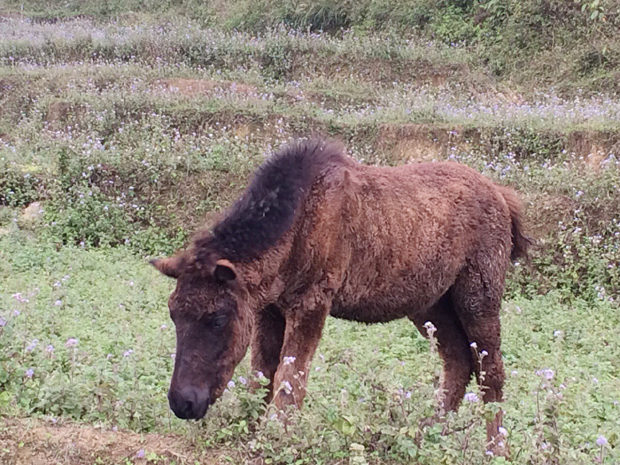 Ngựa lai Kabardin con  3 tháng tuổi.