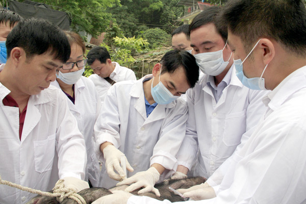 Chi cục Chăn nuôi và Thú y tỉnh tập huấn lấy mẫu bệnh phẩm dịch tả lợn châu Phi cho đội ngũ thú y cơ sở 