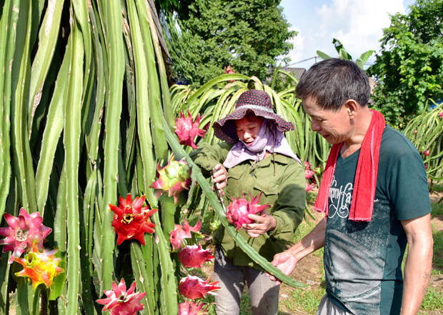 Thu hoạch Thanh long ruột đỏ tại thôn An Xuân, xã Đồng Yên. Ảnh: Hà Châu