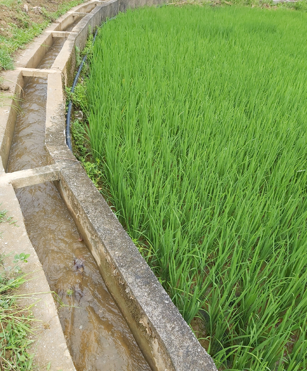Nước dẫn vào điểm cuối của công trình tưới cho hơn 10 ha lúa tại thôn Nậm Mái.