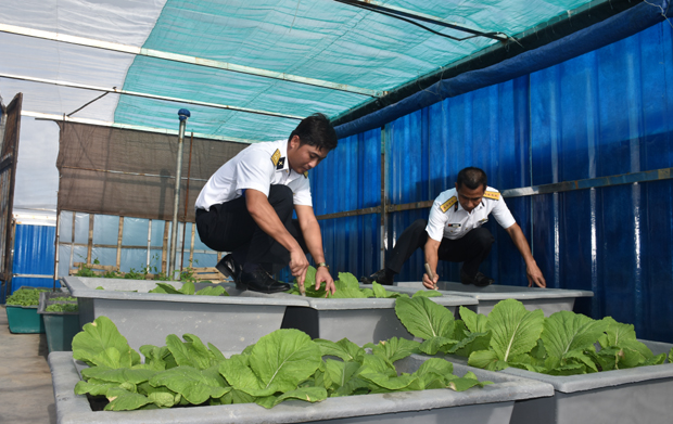 Rau xanh trên đảo Đá Thị.                                            Ảnh: PH