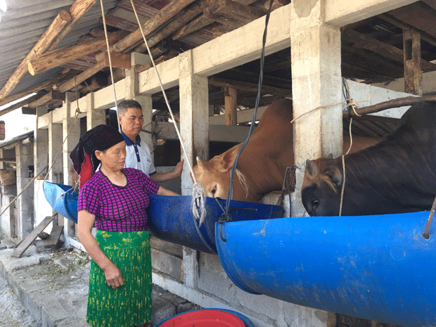 Vợ chồng ông Sùng Sái Nô chăm sóc đàn bò của gia đình.