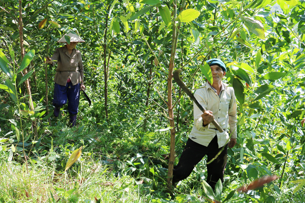 Ông Nguyễn Văn Đương, thôn Bản Bó, xã Yên Định chăm sóc vườn cây keo quy mô 20 ha của gia đình