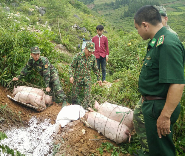 Lực lượng chức năng tiến hành tiêu hủy 5 con lợn vận chuyển trái phép từ Trung Quốc về Việt Nam.