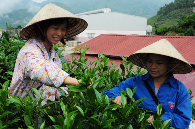 Thu hái chè nguyên liệu tại xã Tân Lập (Bắc Quang).