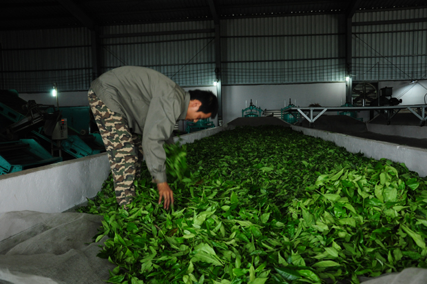 Xử lý diệt men chè nguyên liệu tại Nhà máy chè Tân Lập của Công ty Trà Hoàng Long.