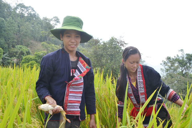 Bắt cá chép ruộng bậc thang.