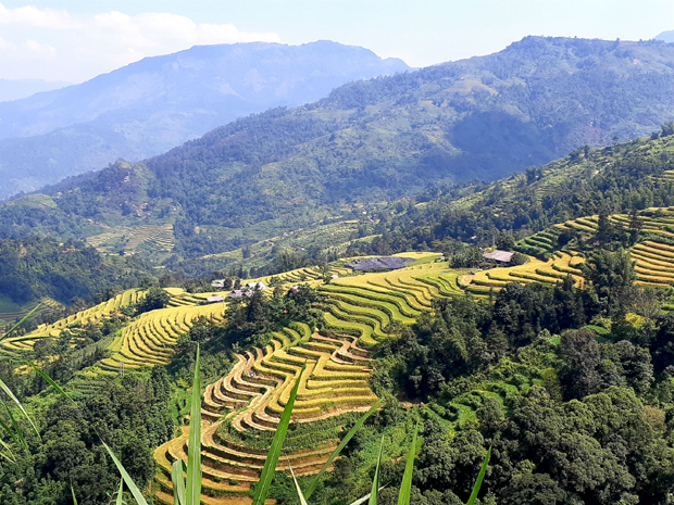 Khung cảnh ruộng bậc thang dưới chân Đèo Gió.  