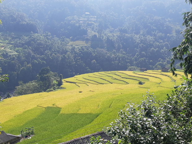Dọc theo Tỉnh lộ 178, những ruộng bậc thang đang khoe sắc vàng óng ánh.