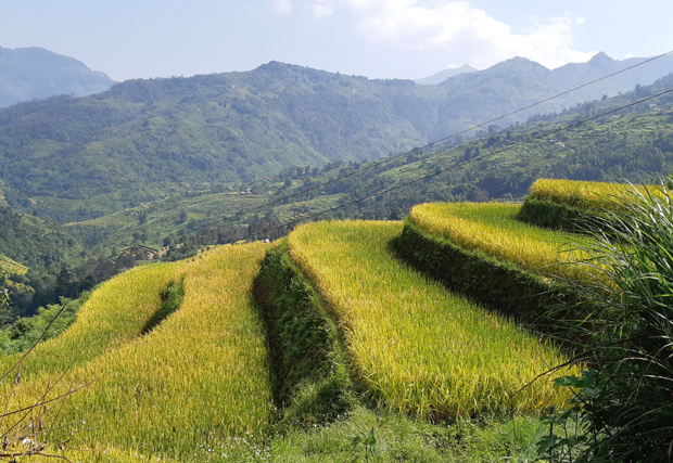 Lúa đang trong thời điểm chín rộ.