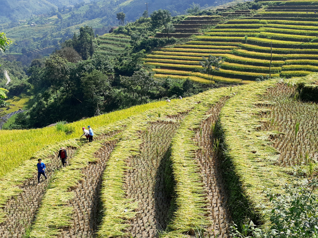 Đây cũng là thời điểm người dân bắt đầu thu hoạch lúa.