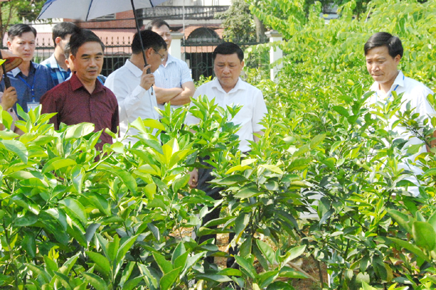 Phó Chủ tịch Thường trực UBND tỉnh Nguyễn Minh Tiến kiểm tra chất lượng giống cam Sành tại Trung tâm Khoa học kỹ thuật Giống cây trồng Đạo Đức.
